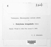 Jamesdicksonia irregularis image